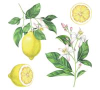 Stciker adesivo Lemons 2 fogli decorazione per parete 31x31 cm Multicolor