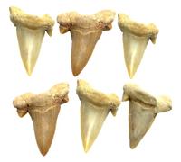 Steinfixx® 6 pezzi esclusivi piccoli denti di squalo fossilizzati | fossili I top qualità I non trattati I naturali