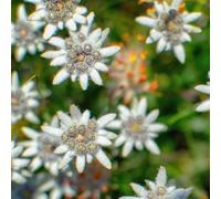 stella alpina - da balcone resistenti, resistenti ai semi 550pcs