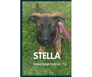 Stella, Berger Belge Malinois: Une histoire de lien, d’apprentissage et de complicité