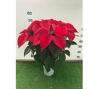 Stella di Natale vaso 19cm bellissima Made In Italy rossa Terre di Romagna. Alta regalo perfetto per un Natale tradizionale