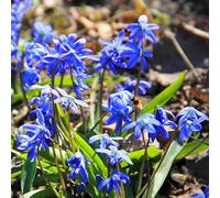 Stella siberiana - Scilla siberica - d'appartamento rare giardino, balcone ornamentali per zone soleggiate di selvatici esotici ombra semi di 400semi