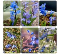 Stella siberiana - Scilla siberica - di selvatici esotici balcone recisi Decorazioni giardino per esterni Decorazioni autunnali per un 130semi