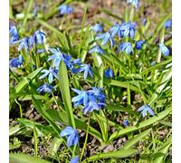 Stella siberiana - Scilla siberica - per l' di semi di Decorazioni autunnali per un giardino resistente balcone in vaso balcone recisi 60semi