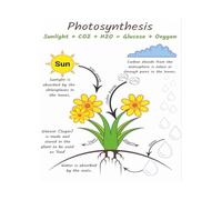 STEM Science Poster Photosynthesis Anchor Chart Educational Biology Decor for Middle School High School Classroom Homeschool Resources(Unframed,08X12inch(20X30cm))