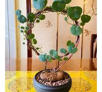 Stephania Erecta - semi di resistenti all'aperto giardino medicinali giardino rocce ufficio selvatici balcone letti elevati 200pcs