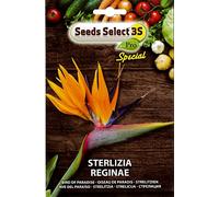 STERLIZIA REGINAE SEMI IN BUSTINA (CIRCA 5 SEMI)