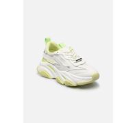 Steve Madden - POSSESSION Verde - Sneakers 41 Verde