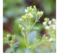 stevia orticole giardino roccioso arredamento del soggiorno facile 200semi