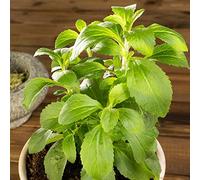 stevia - semi da giardino semi da giardino resistenti resistente balcone con 500pcs