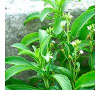 stevia semi decorazione interni balconi giardino del balcone semi biologici selvatici giardino rocce perenni 500pcs