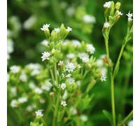stevia - verdi giardino esotico selvatiche ombra balcone roccioso 700semi