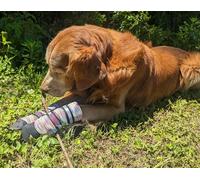 Stivali per cani in neoprene per tutte le condizioni atmosferiche, con cinghie riflettenti in 5 misure, multicolore, L