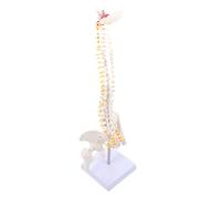 STOBAZA 1pezzi Modello Della Colonna Vertebrale in Bacino Completo e Vertebre Trasparenti Utile Per Educazione Dei Pazienti Dimostrazione Della Struttura Vertebrale