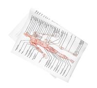 STOBAZA 1pezzi Poster Di Anatomia Umana Immagine Didattica Dei Muscoli Scheletrici Poster Anatomico Figura Muscolare Figura Ossea