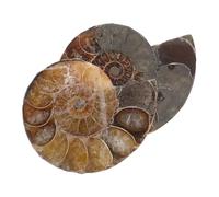 STOBAZA 2 Pezzi Pietra Grezza Di Ammonite Naturale, Conchiglia Fossile 2-3 Cm, Kit Di Scavi Archeologici e Decorazione Per Interni