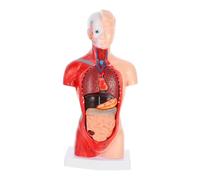 STOBAZA Modello Anatomico Cuore e Organi Umani Smontabile con per Insegnamento e Studio Anatomia Corpo