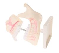 STOBAZA Modello Didattico in Plastica Realistica Dentatura Finta Dettagliata per Studio e Apprendimento Riproduzione per Esercitazioni Precliniche Professionale