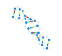 STOBAZA Modello Dna Doppia Educativo per Studenti Kit Struttura Molecolare per Insegnamento Genetica in Aula e Laboratorio Strumento Didattico per Comprensione Biologia