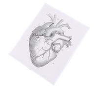 STOBAZA Tabella di Anatomia del Cuore 40X50Cm Poster Didattico Cuore Organo Umano Decorazione Medica per Scuola Laboratorio e Studio Clinico
