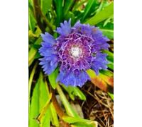 Stokes Periwinkle Aster and Pink Phlox Gratitude Journal: (6 x 9 ) softcover 100 pages lined premium paper colorful floral cover on gratitude spiral notebook