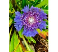 Stokes Periwinkle Aster and Pink Phlox Gratitude Journal: (8.5 x 11 ) hardcover 100 pages lined premium paper colorful floral cover on gratitude spiral notebook