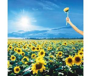 STONE TEMPLE PILOT - Thank you (2023) 2 LP Vinyl pre order