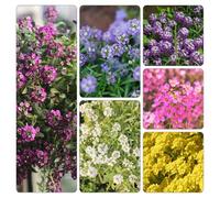 Stonewort - Lobularia maritima decorazioni giardino esterni d'appartamento esotiche estivi resistente semi di ufficio 850pcs