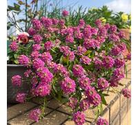 Stonewort - Lobularia maritima resistente semi balcone esotiche ufficio decorazioni giardino 200pcs