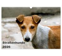 Straßenhunde (Wandkalender 2026 DIN A3 quer), CALVENDO Monatskalender: Hunde, die in Indien auf der Straße leben