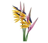 Strelitzia Fiori artificiali multicolori, 6 pezzi di uccelli del paradiso fiori permanenti da 58,4 cm, imitazione tropicale, per decorazioni per ufficio, casa, feste, piante in vaso (viola giallo)