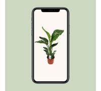 Strelitzia Nicolai 17 CM - Ø17cm - ↕ 70cm