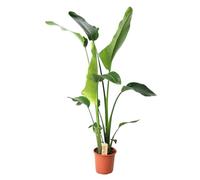 Strelitzia Nicolai - 90-100cm - Ø21cm - Pianta d'appartamento - Sempreverde