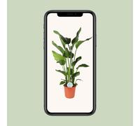 Strelitzia Nicolai - Fiore di Uccello Del Paradiso - Ø24cm E Altezza Di 110cm -