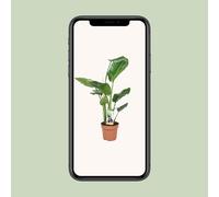 Strelitzia Nicolai - Fiore Uccello Del Paradiso - Ø17cm Topfgröße,Altezza 60cm -