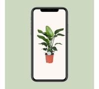 Strelitzia Nicolai - Fiore Uccello Del Paradiso - 80 CM Alto E 21 Diametro per I