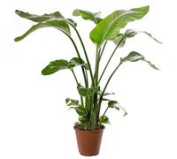 Strelitzia Nicolai, grande pianta da interno, vera sempreverde, alta e esotica.