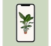 Strelitzia Nicolai - Paradiesvogelpflanze - Ø19cm - Altezza 90cm - Esotico