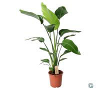 Strelitzia Nicolai Pianta da Camera - Ø21 CM - Altezza 100 Bianco