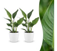 Strelitzia Reginea - Fiore dell'uccello del paradiso - 2 piante - con vaso bianco - 25-35cm - Ø12cm