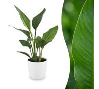 Strelitzia Reginea - Fiore dell'uccello del paradiso - con vaso bianco - 25-35cm - Ø12cm