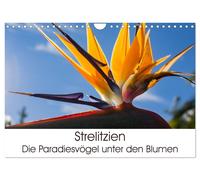 Strelitzien - die Paradiesvögel unter den Blumen (Wandkalender 2027 DIN A4 quer)
