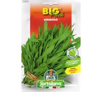 Stridolo da seme in confezione Big Pack (Tre bustine)