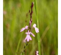 Striga bilabiata SEEDS - - SEMI Strega | Striga