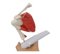 Strumenti Di Insegnamento Scheletro Anatomico Del Modello Legamento Del'articolazione Della Spalla Umana Con Base Smontabile Per Soddisfare L'insegnamento O La Ricerca Modello Formazione Anatomia
