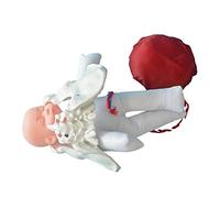 Strumenti didattici, Bacino da Parto a grandezza Naturale, Modello pelvico Femminile, Modello pelvico dimostrativo del Parto, Include Modelli di Bambino, Bacino e placent