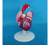 Strumenti Didattici, Modello di Anatomia del Cuore Umano 1:1.5, Modello di Insegnamento Medico degli Organi