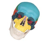Strumenti Didattici Per Il Teschio Modello Umano Staccabile Cranio