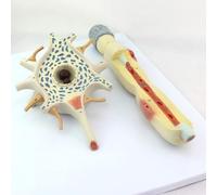 Strumenti Didattici per Manichini in PVC, Modello di Struttura del Corpo Cellulare del Neurone E delle Fibre Nervose, Modello Anatomico del Neurone Medico Ingrandito 2500 Volte