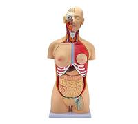 Strumenti Modello Didattico 85cm Modello Anatomico del Torso di Genere Anatomia del Torso Umano Staccabile 32 Torso Maschile E Femminile E Modello di Smontaggio degli Organi Interni